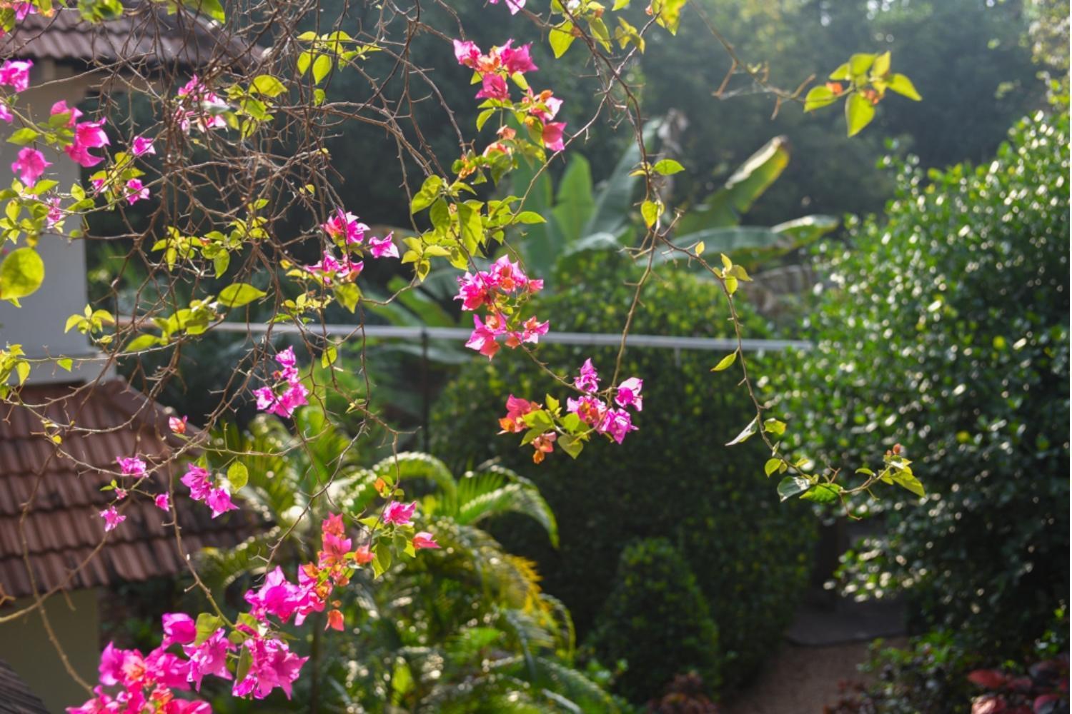 Gaia'S Garden Guest House Auroville Kültér fotó